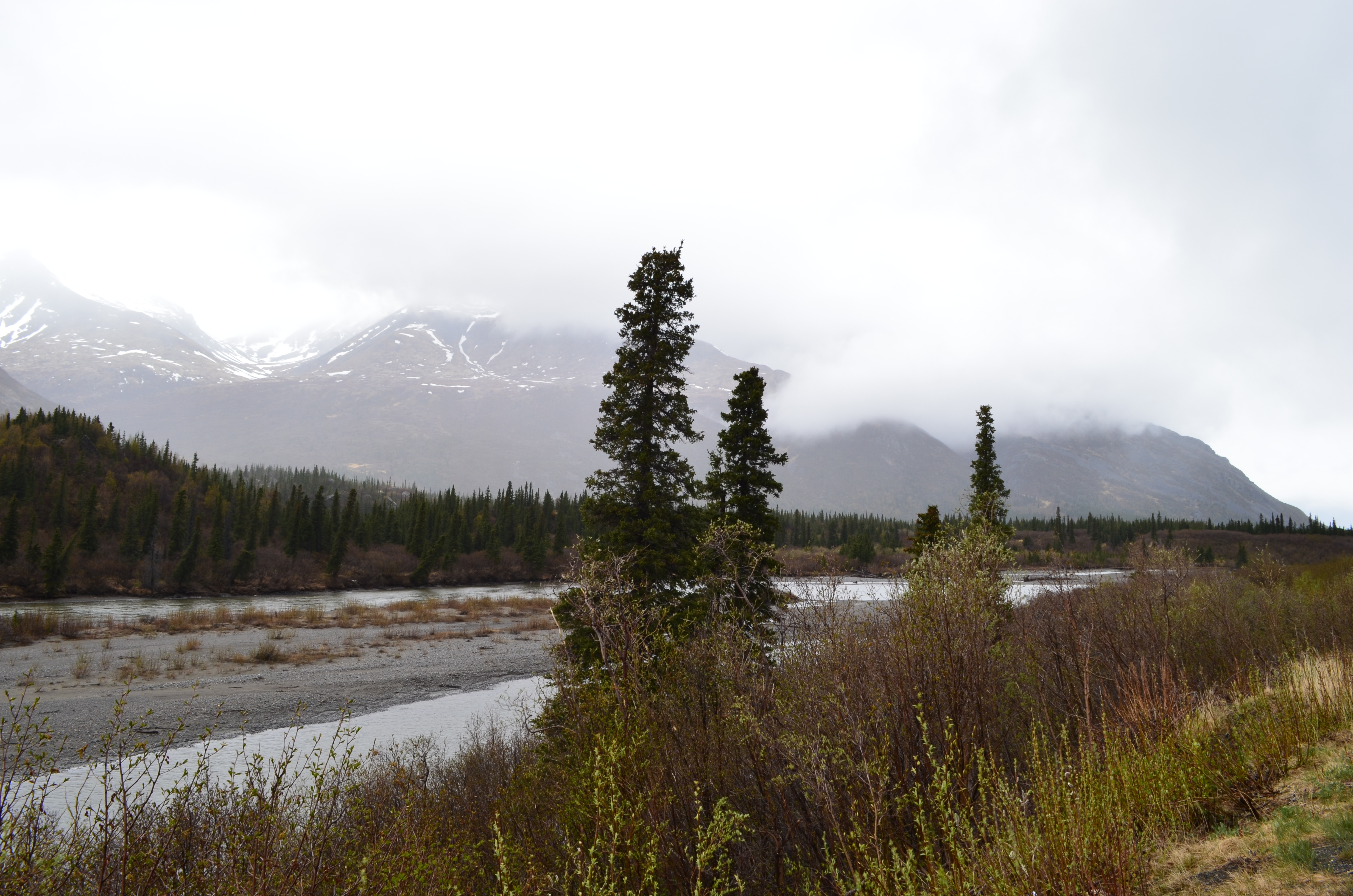 ./2017/08 - Alaska Cruise/03 - Denali/DSC_0119.JPG